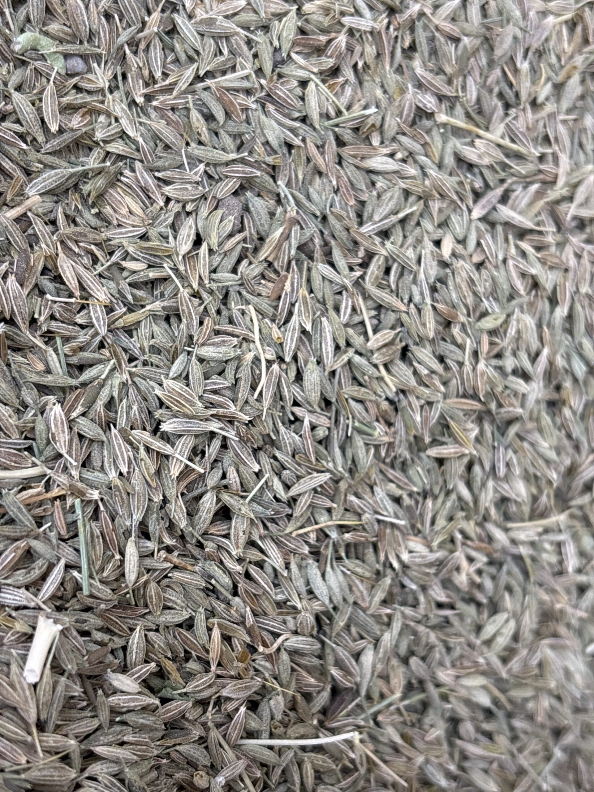كمون اخضر درجه أولى